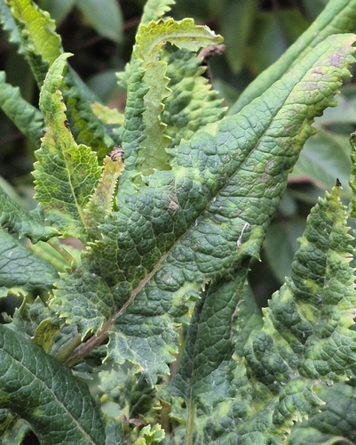 Senecio otites, 2026-05-21