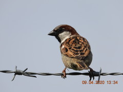 Passer domesticus