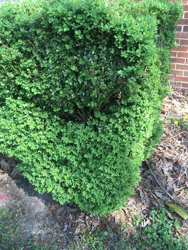 Buxus microphylla iNat (1)