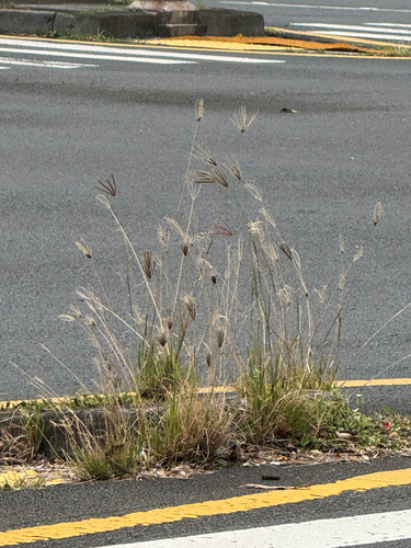 Chloris barbata observed 2026-05-23