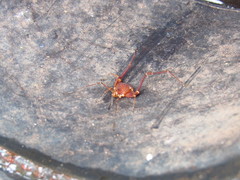 Krateromaspis dilatata