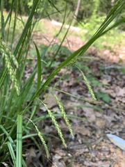 Carex gracillima