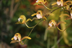Cymbidium erythraeum