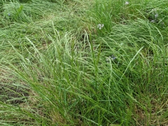 Trisetum interruptum