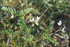 Astragalus guttatus