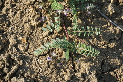 Astragalus guttatus