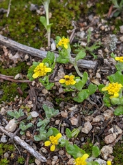 Eriophyllum multicaule