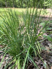 Carex gracillima