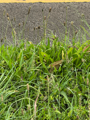 Plantago lanceolata observed 2026-05-23