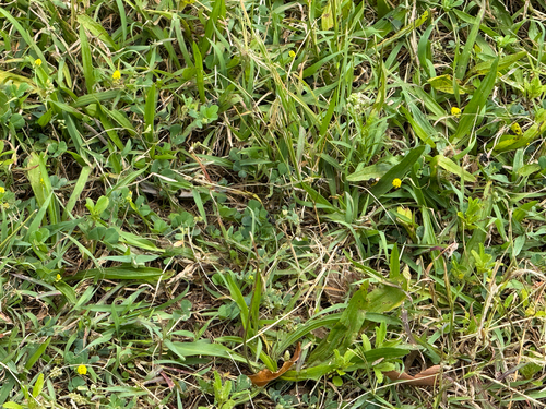 Medicago lupulina observed 2026-05-23