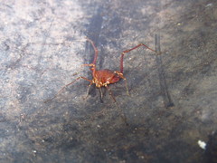 Krateromaspis dilatata