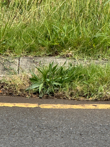 Plantago lanceolata observed 2026-05-23