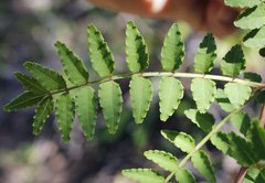 Zanthoxylum piperitum