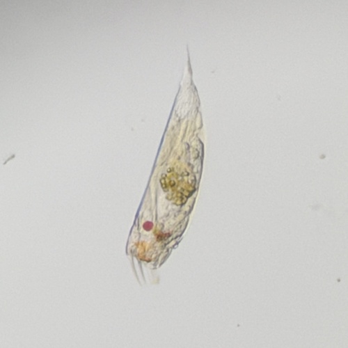 Trichocerca similis