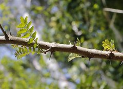 Zanthoxylum piperitum