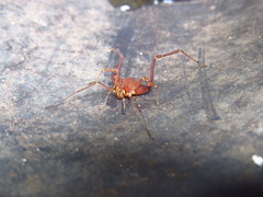 Krateromaspis dilatata