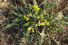 Astragalus longipetalus