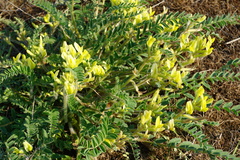 Astragalus longipetalus