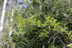 Zanthoxylum piperitum