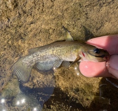 Ameiurus brunneus