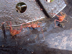 Krateromaspis dilatata