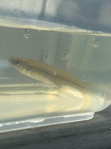 Saltmarsh topminnow (Fundulus jenkinsi) — Fundulidae — 3