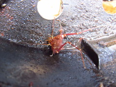 Krateromaspis dilatata