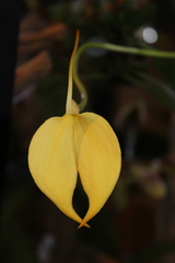 Masdevallia coccinea