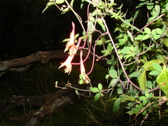 Tropaeolum pentaphyllum