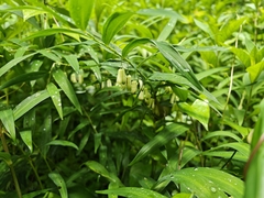 Polygonatum falcatum