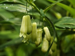 Polygonatum falcatum, photograph (c) WATANABE Hitoshi 渡辺仁, some rights reserved (CC BY)
