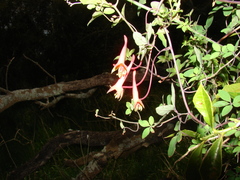 Tropaeolum pentaphyllum