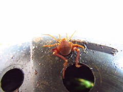 Krateromaspis dilatata