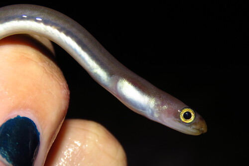 Key worm eel (Ahlia egmontis) — Ophichthidae