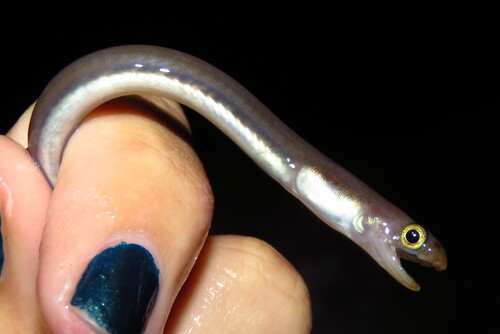 Key worm eel (Ahlia egmontis) — Ophichthidae — 3