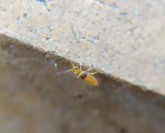 Entomobrya nigrocincta