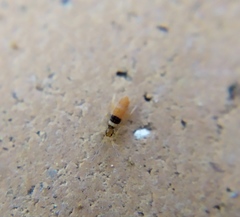 Entomobrya nigrocincta