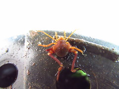 Krateromaspis dilatata