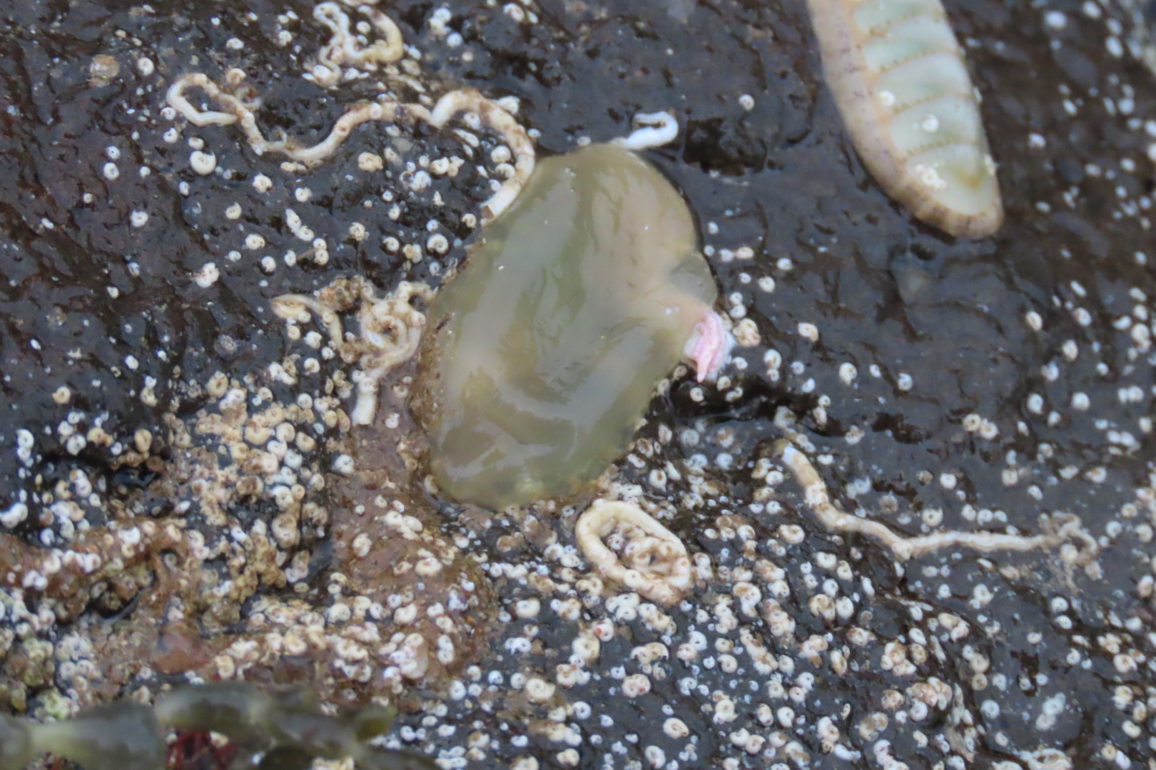Corella eumyota Traustedt, 1882
