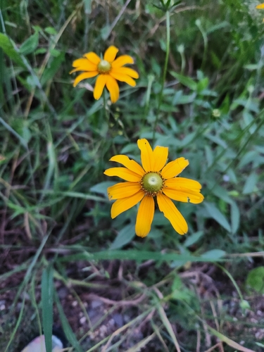 black-eyed Susan