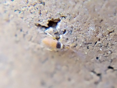 Entomobrya nigrocincta