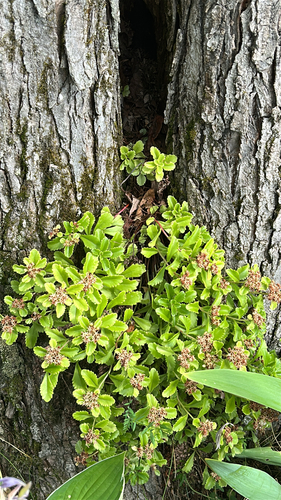 Phedimus kamtschaticus 'Atlantis'