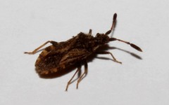 Strobilotoma typhaecornis