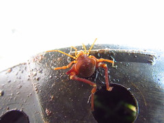 Krateromaspis dilatata