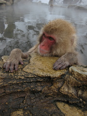 Macaca fuscata