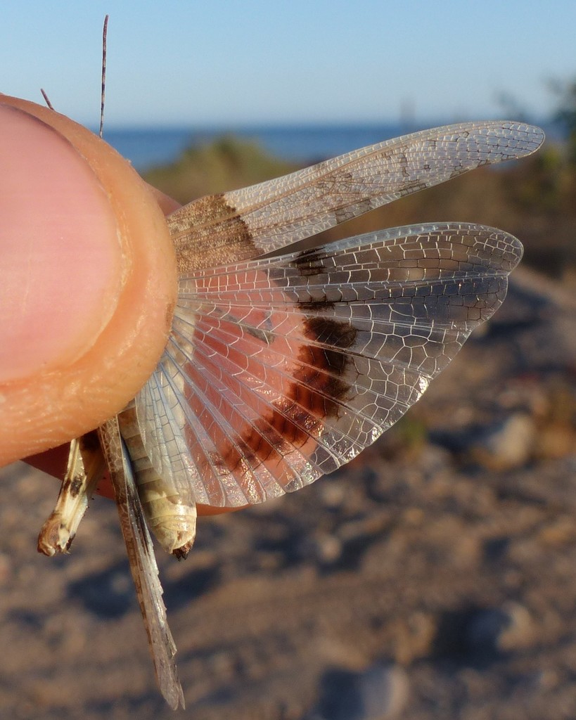 Sphingonotus azurescens
