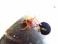 Krateromaspis dilatata