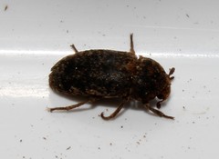 Dermestes intermedius