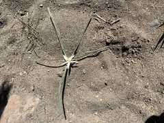 Leucocrinum montanum