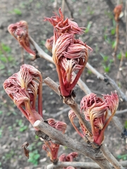 Paeonia × suffruticosa